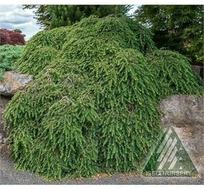 Cole's Prostrate Hemlock