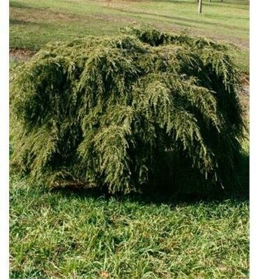 Weeping Canadian Hemlock