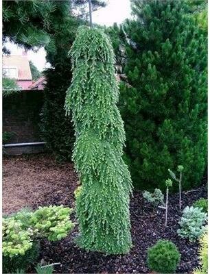 Weeping Canadian Hemlock