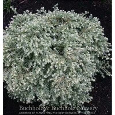 Moon Frost Canadian Hemlock