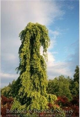 Weeping Canadian Hemlock