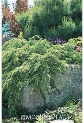 Weeping Canadian Hemlock - image 1