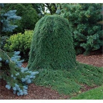 Weeping Canadian Hemlock