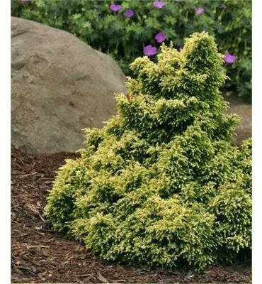 Twinkle Toes Japanese Cedar