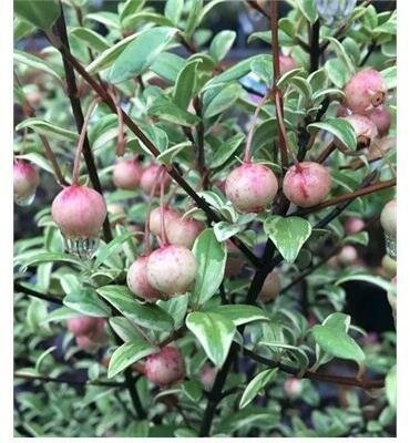 Flambeau Chilean Guava