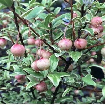 Flambeau Chilean Guava