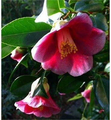 Unryu Japanese Camellia Espaliered
