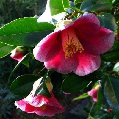 Unryu Japanese Camellia Espaliered