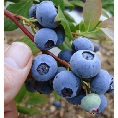 Chandler Blueberry Plant - image 2