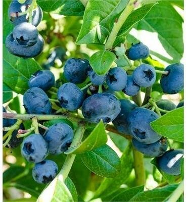 North Blue Blueberry