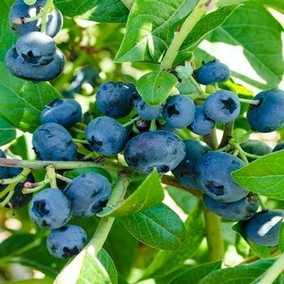 North Blue Blueberry - image 2