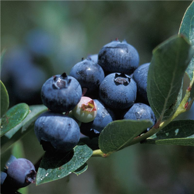 Duke Blueberry