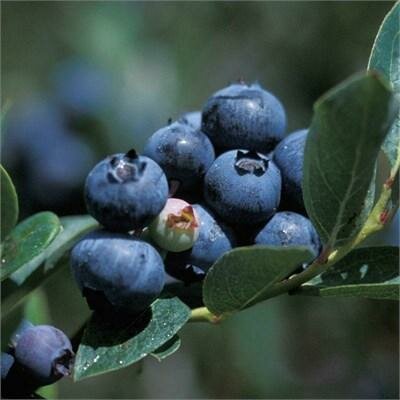 Duke Blueberry - image 2