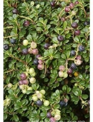 Evergreen Huckleberry - image 1