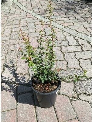 Evergreen Huckleberry - image 2