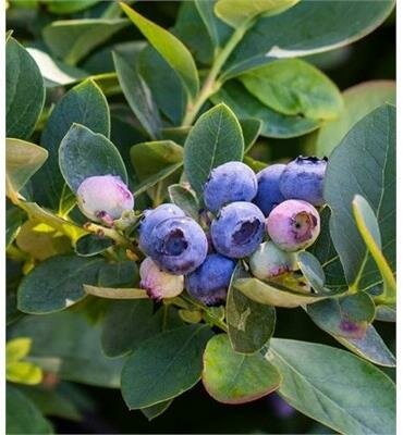Silver Dollar Cascade Blueberry