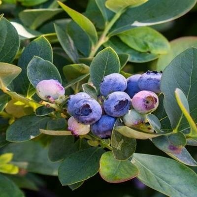 Silver Dollar Cascade Blueberry