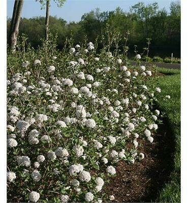 Spice Baby Korean Viburnum