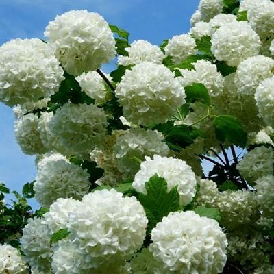 Snowball Viburnum