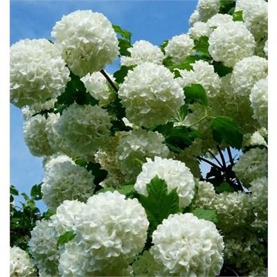 Snowball Viburnum