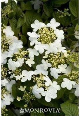 Summer Snowflake Viburnum