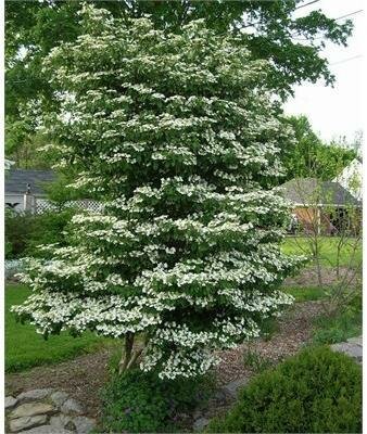 Tomentosum Doublefile Viburnum Tree