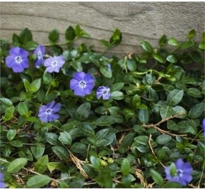 Mrs Bowles Periwinkle