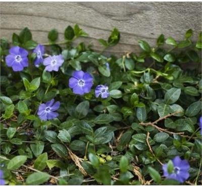 Mrs Bowles Periwinkle