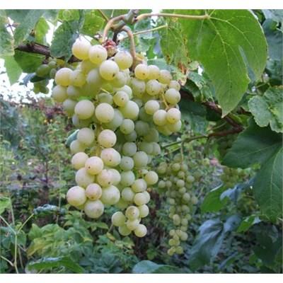 Interlaken Seedless Grape Vine