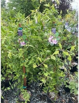 Stephanense Hardy Pink Summer Jasmine