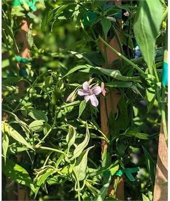 Stephanense Hardy Pink Summer Jasmine - image 2