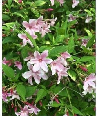 Stephanense Hardy Pink Summer Jasmine - image 3