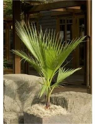 Mexican Fan Palm