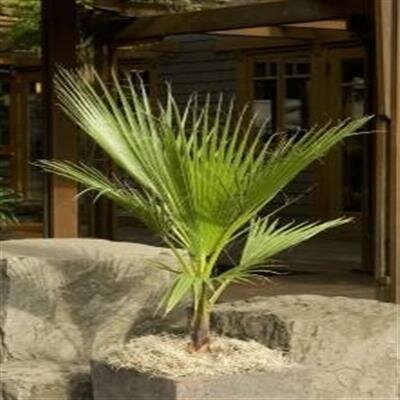 Mexican Fan Palm - image 2