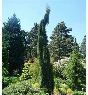 Weeping Giant Sequoia
