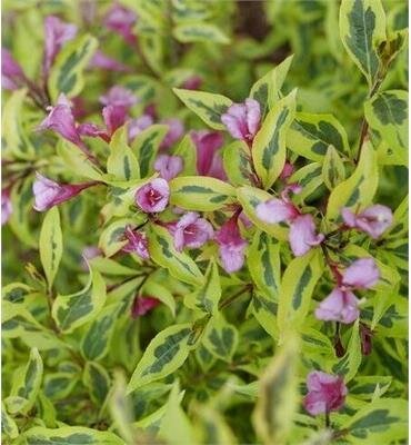 Bubbly Wine Weigelia