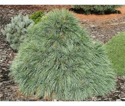 Weithorst Hybrid Pine