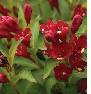 Maroon Swoon Re-Blooming Weigelia