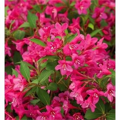 Sonic Bloom Pure Pink Re-Blooming Weigelia
