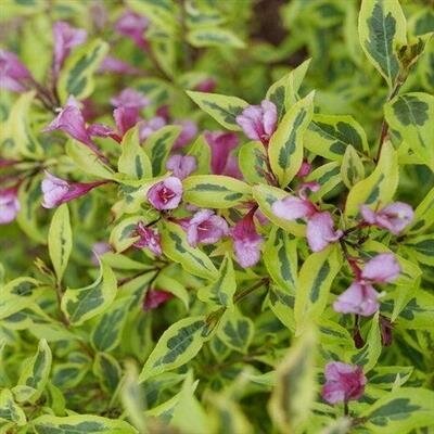 Bubbly Wine Weigelia