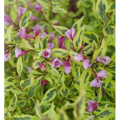 Bubbly Wine Weigelia