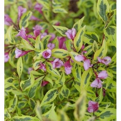 Bubbly Wine Weigelia