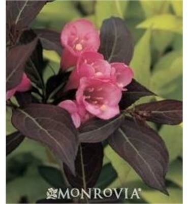 Wine And Roses Weigelia