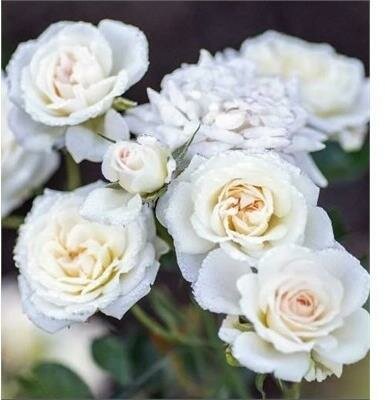 White Drift Rose