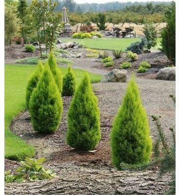 Dwarf Lemon Cypress - image 1