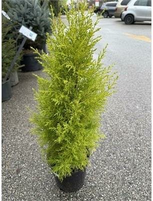 Wilma Dwarf Lemon Cypress - image 2
