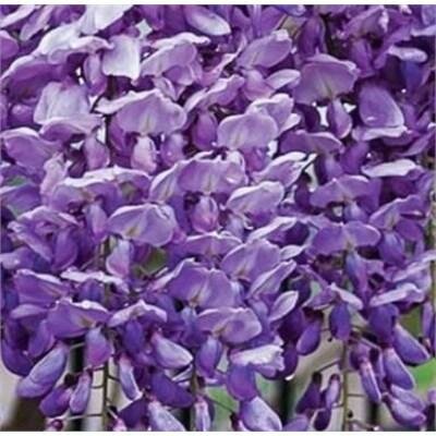 Blue Moon Wisteria
