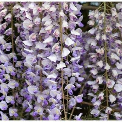 Okayama Silky Wisteria