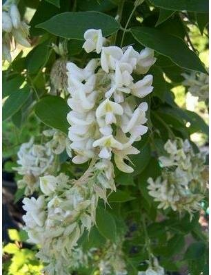 Clara Mack Wisteria