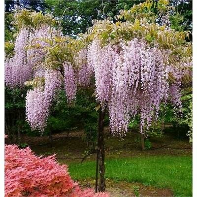 Honbeni Pink Ice Japanese Wisteria